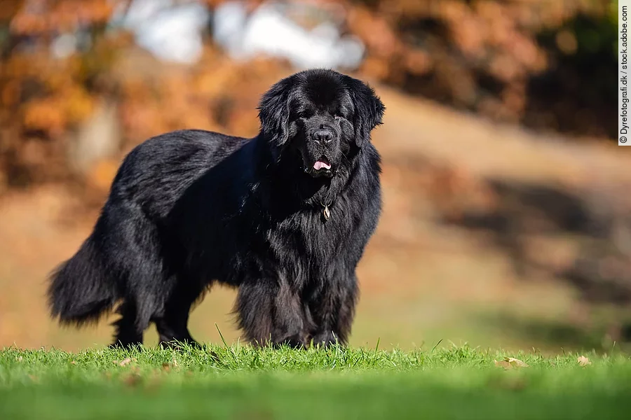 Ein Hund steht auf einer grünen Wiese und schaut in die Richtung der Kamera. Er hat schwarzes langes und dichtes Fell. Der Hintergrund ist verschwommen.
