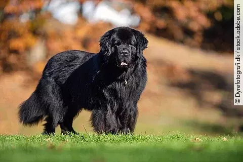 Ein Hund steht auf einer grünen Wiese und schaut in die Richtung der Kamera. Er hat schwarzes langes und dichtes Fell. Der Hintergrund ist verschwommen. 