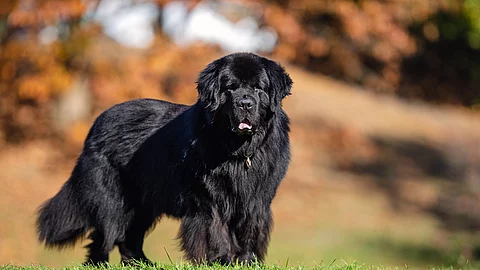 Ein Hund steht auf einer grünen Wiese und schaut in die Richtung der Kamera. Er hat schwarzes langes und dichtes Fell. Der Hintergrund ist verschwommen. 