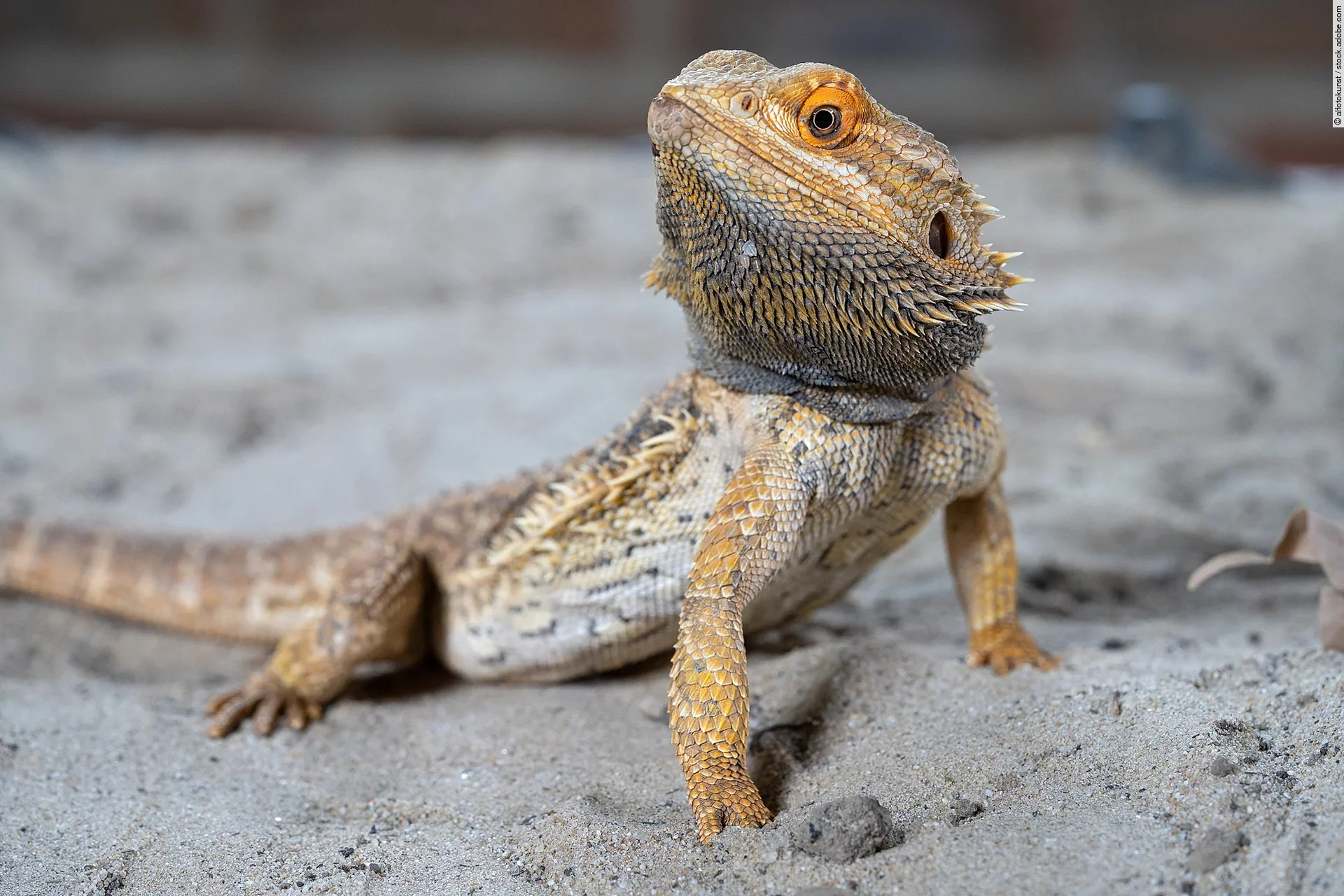 Eine Bartagame, Pogona vitticeps, sitzt mit hoch erhobenen Kopf im Sand.