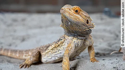 Eine Bartagame, Pogona vitticeps, sitzt mit hoch erhobenen Kopf im Sand.