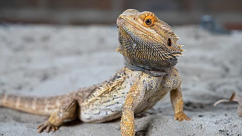 Eine Bartagame, Pogona vitticeps, sitzt mit hoch erhobenen Kopf im Sand. Eine Bartagame, Pogona vitticeps, sitzt mit hoch erhobenen Kopf im Sand.