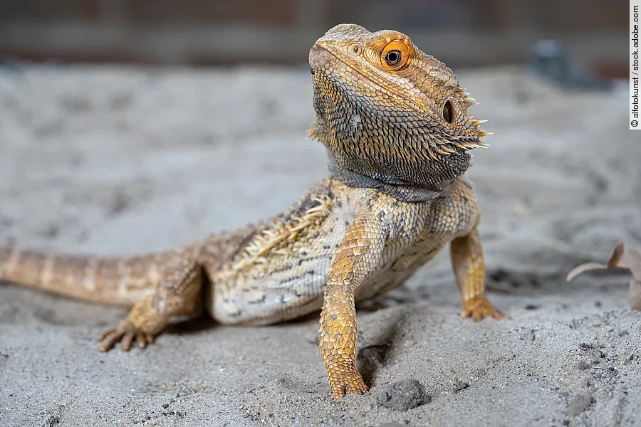 Eine Bartagame, Pogona vitticeps, sitzt mit hoch erhobenen Kopf im Sand.