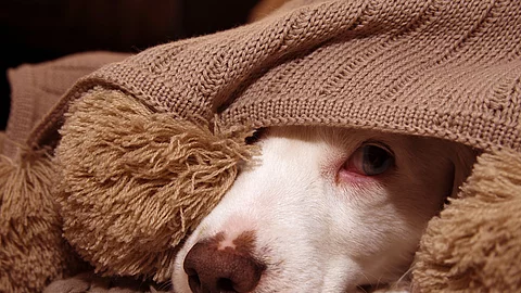Eine Hundeschnauze schaut unter einer Decke hervor. Der Hund hat eine weiße Nase und schaut etwas verängstigt. Die Decke ist in einem braunen Farbton. 