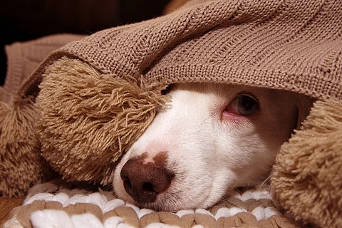 Eine Hundeschnauze schaut unter einer Decke hervor. Der Hund hat eine weiße Nase und schaut etwas verängstigt. Die Decke ist in einem braunen Farbton. 