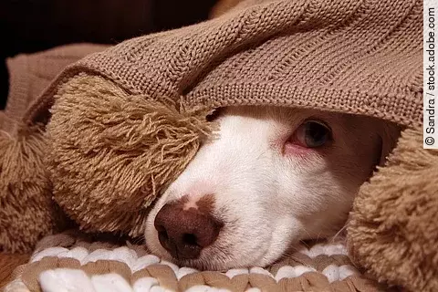 Eine Hundeschnauze schaut unter einer Decke hervor. Der Hund hat eine weiße Nase und schaut etwas verängstigt. Die Decke ist in einem braunen Farbton. 