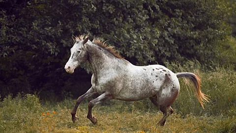 Appaloosa horse galloping through green meadow by the sunset