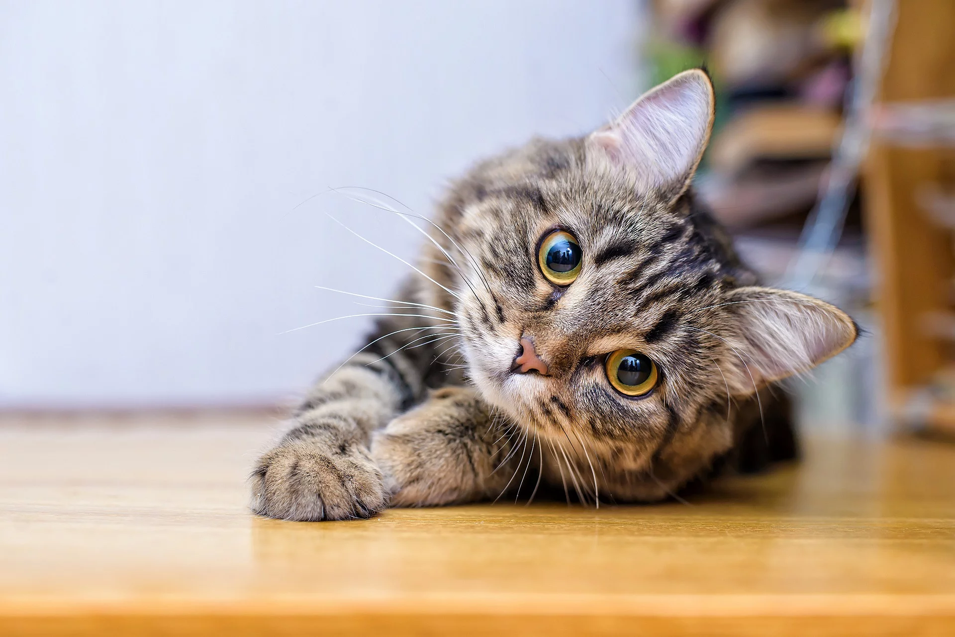 Graue Katze liegt auf dem Boden und schaut in die Kamera. 