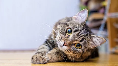 Graue Katze liegt auf dem Boden und schaut in die Kamera. 