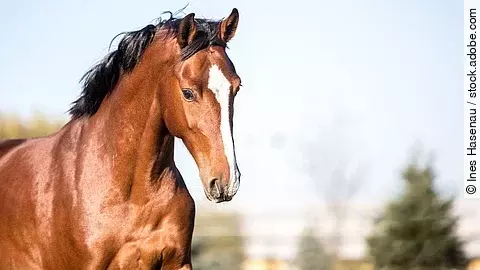 Ein braunes Pferd trabt auf der Weide im Freilauf. Der Wallach hat schwarze Mähne und eine weiße Blesse.