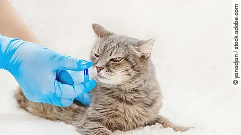 Katze mit Tablette Katze mit Tablette