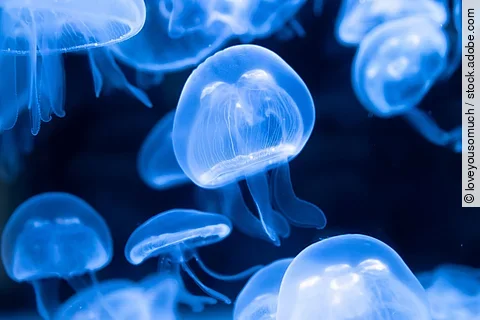 Mehrere leuchtende Ohrenquallen unter Wasser im dunklen Meer.