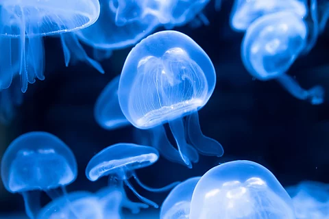 Mehrere leuchtende Ohrenquallen unter Wasser im dunklen Meer.