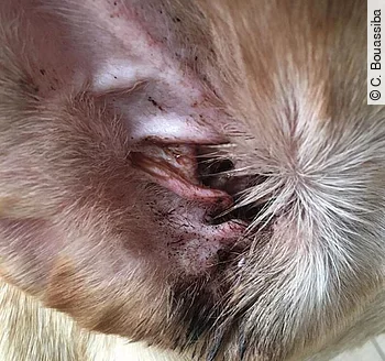Otitis externa purulenta