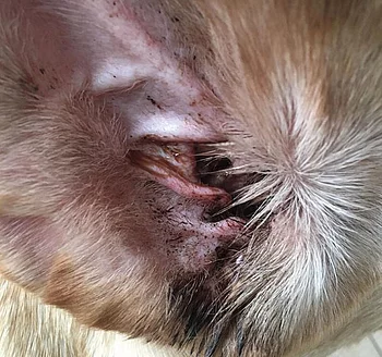 Otitis externa purulenta