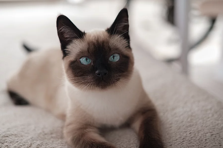 Siamkatze