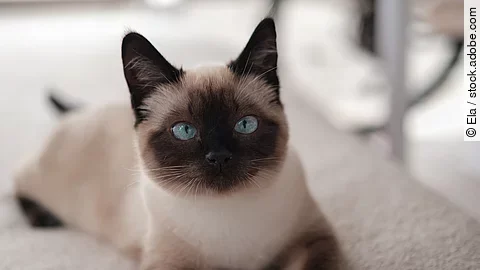 Siamkatze Siamkatze