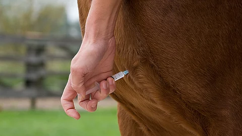 Ein Pferd bekommt eine Injektion in die Brust appliziert.