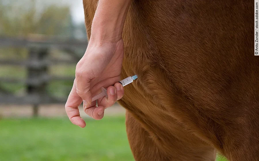 influenza Ein Pferd bekommt eine Injektion in die Brust appliziert.