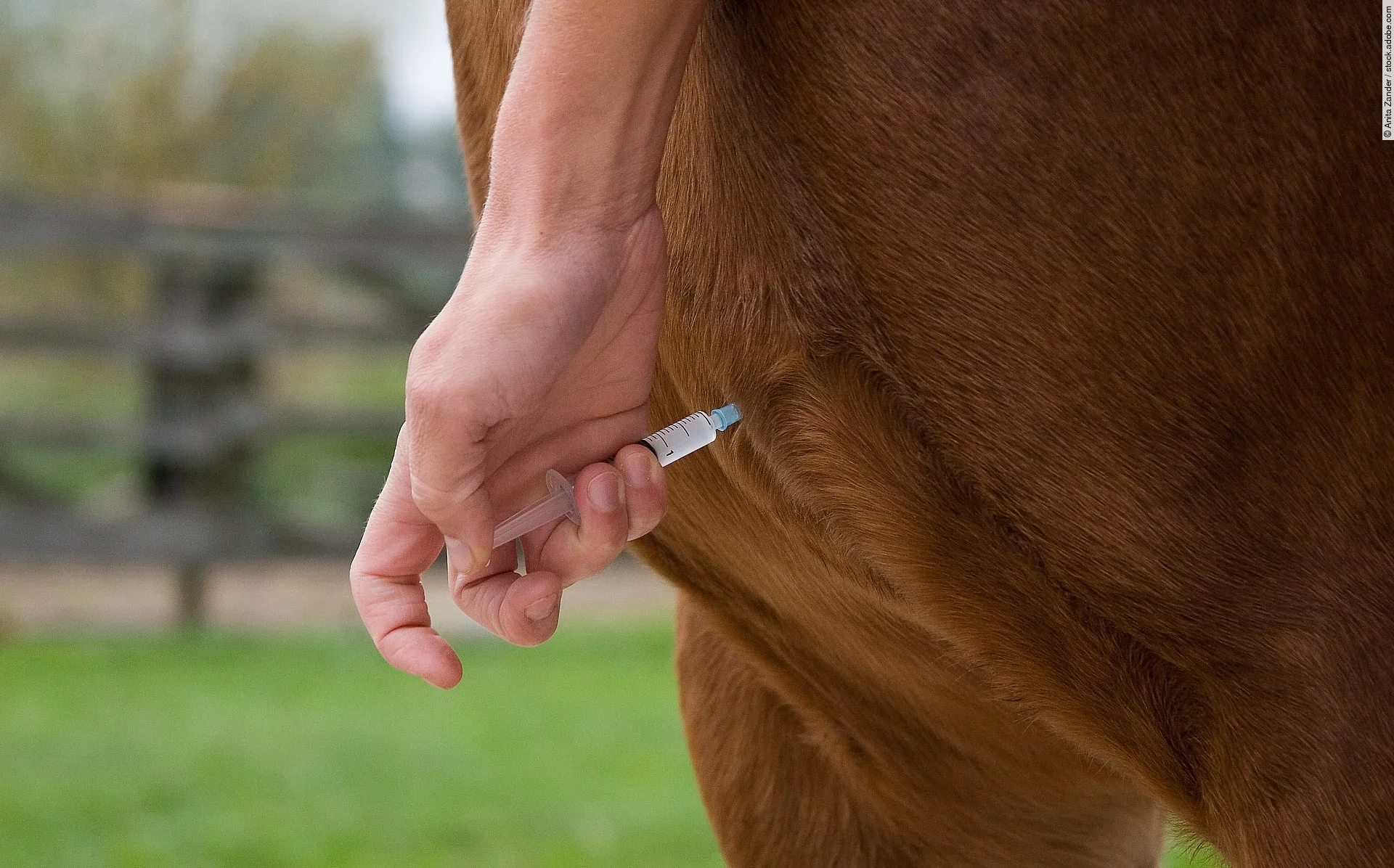 Ein Pferd bekommt eine Injektion in die Brust appliziert.