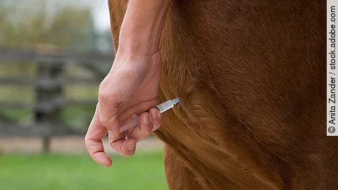 influenza Ein Pferd bekommt eine Injektion in die Brust appliziert.