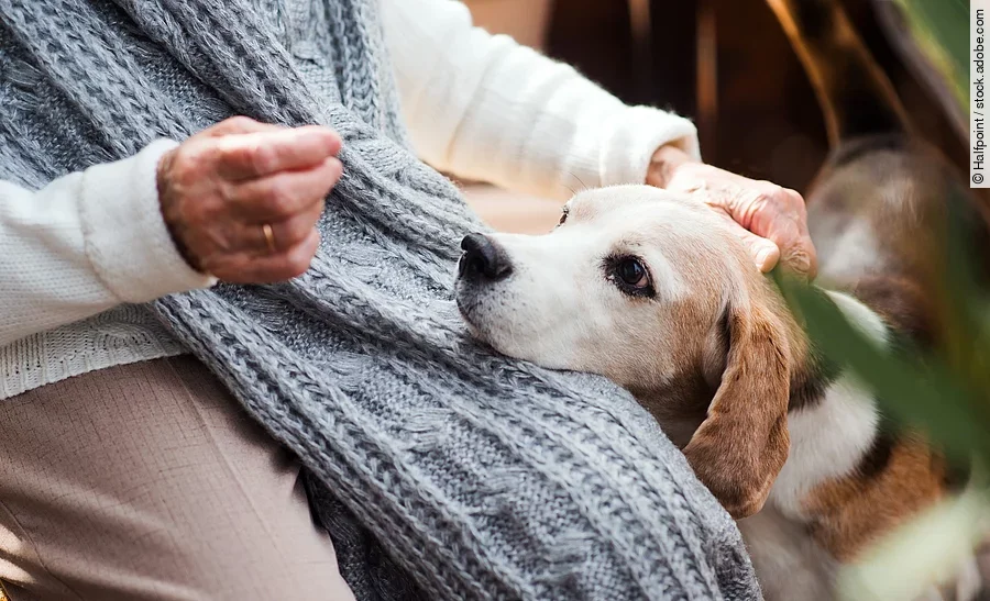 An elderly woman with a dog sitting outdoors on a terrace on a sunny day in autumn. Eine nicht erkennbare ältere Person sitzt auf einer Terrasse, auf dem Schoß hat ein Hund seinen Kopf abgelegt.