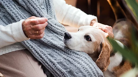 Eine nicht erkennbare ältere Person sitzt auf einer Terrasse, auf dem Schoß hat ein Hund seinen Kopf abgelegt.