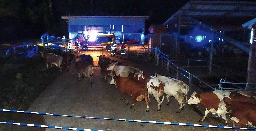 In der Dunkelheit wird eine Herde Kühe aus dem Stall getrieben. Im Hintergrund sieht man Blaulicht der Feuerwehr. In der Dunkelheit wird eine Herde Kühe aus dem Stall getrieben. Im Hintergrund sieht man Blaulicht der Feuerwehr.