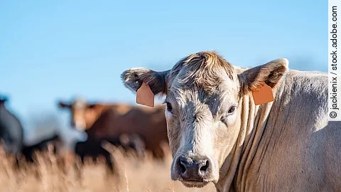 Eine Kuh steht auf einer Weide.