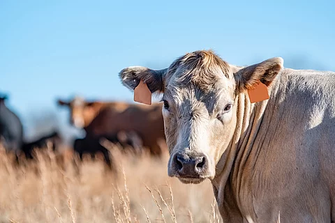 Eine Kuh steht auf einer Weide.
