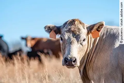 Eine Kuh steht auf einer Weide.
