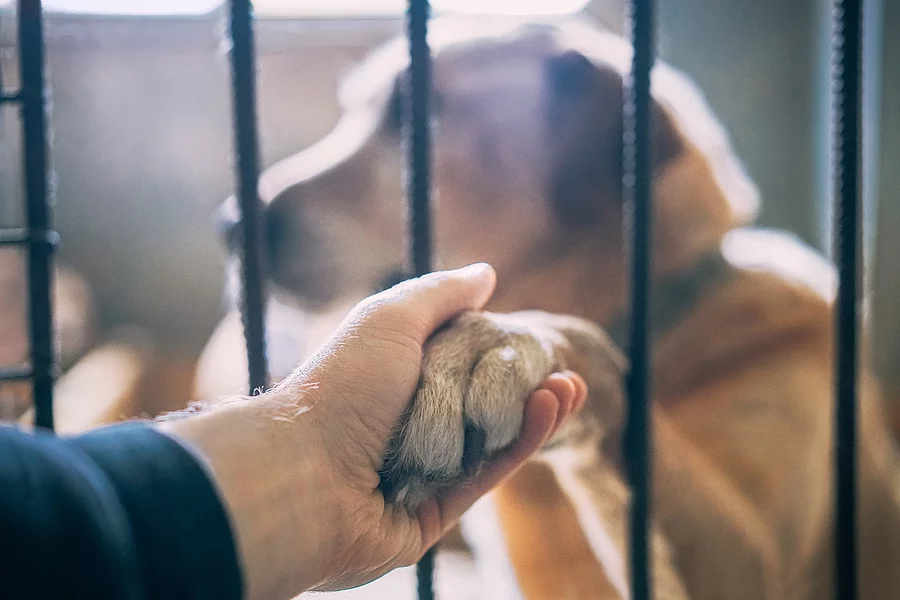 Hund im Tierheim