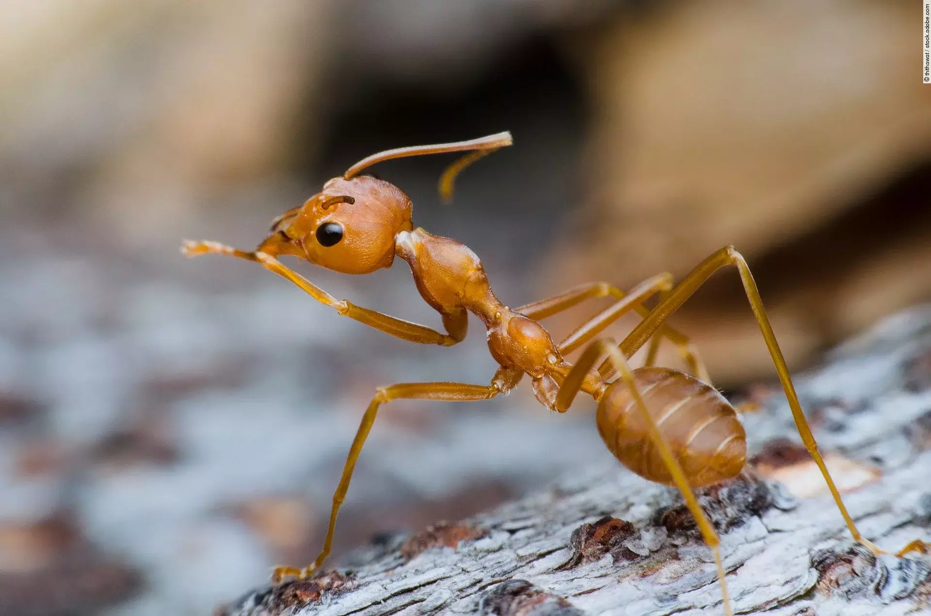 Nahaufnahme einer Ameise auf einem Baumstamm.