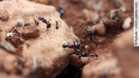 Ameisen