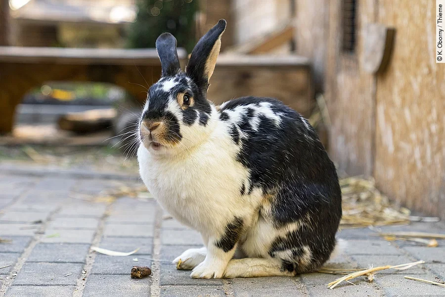 Kaninchen im Gehege Kaninchen im Gehege