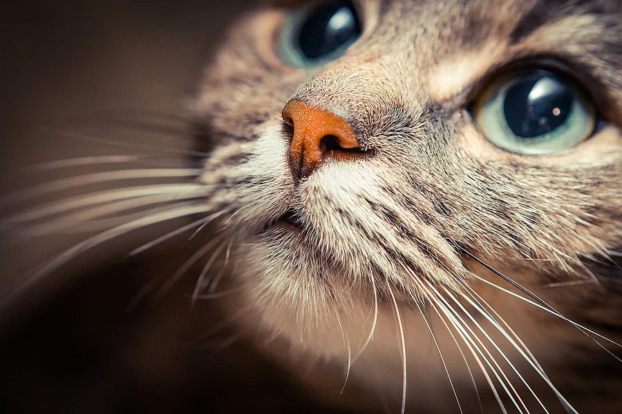 Nahaufnahme von einer Katze. Die Katze schaut nach oben. Der Hintergrund ist bräunlich.