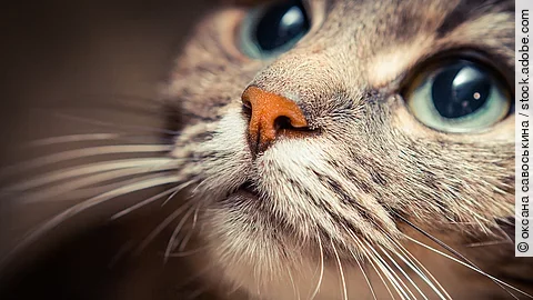 Nahaufnahme von einer Katze. Die Katze schaut nach oben. Der Hintergrund ist bräunlich.