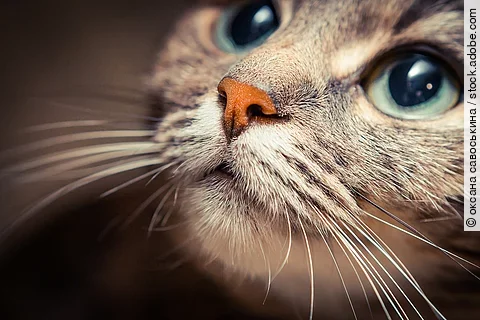 Nahaufnahme von einer Katze. Die Katze schaut nach oben. Der Hintergrund ist bräunlich.