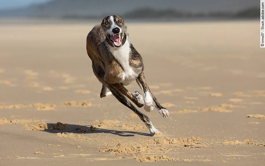 Ein Windhund rennt an einem Strand. Der Boden ist mit Sand bedeckt und der Hund ist in leichter Seitenlage.