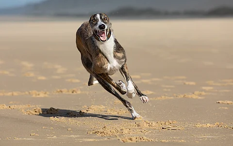 Ein Windhund rennt an einem Strand. Der Boden ist mit Sand bedeckt und der Hund ist in leichter Seitenlage.