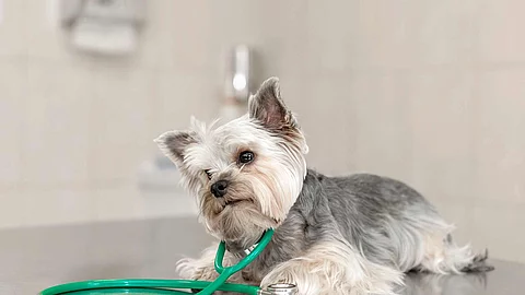 A cute dog breed Yorkshire Terrier is lying on the table with a 