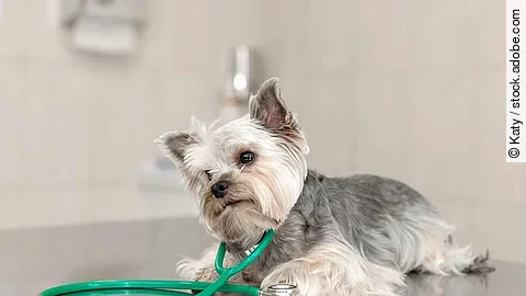 A cute dog breed Yorkshire Terrier is lying on the table with a 