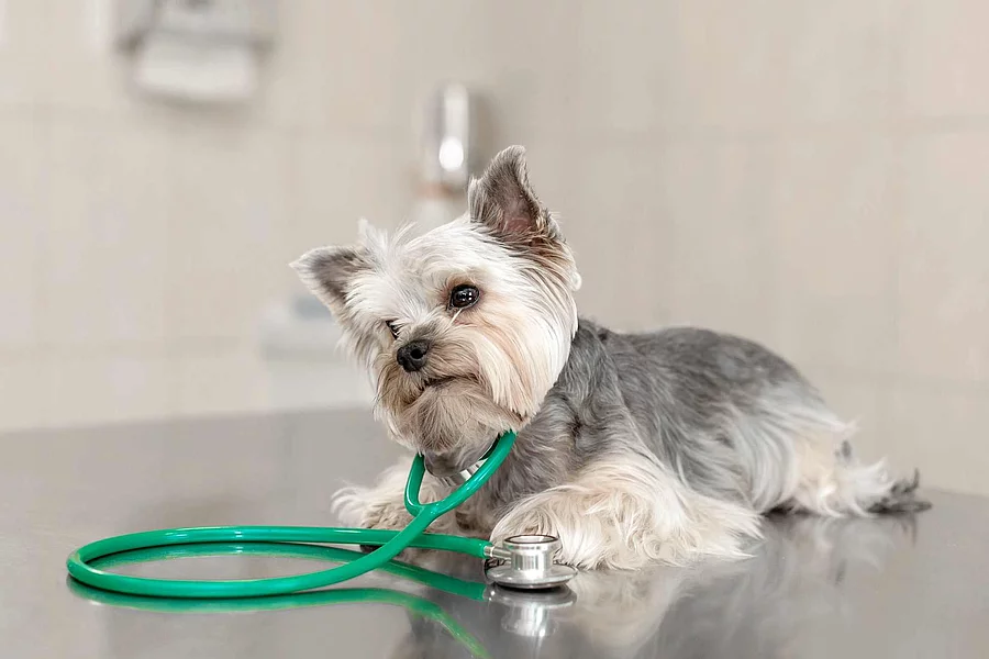A cute dog breed Yorkshire Terrier is lying on the table with a