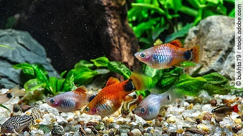 Eine Gruppe Fische schwimmt durch ein Aquarium.