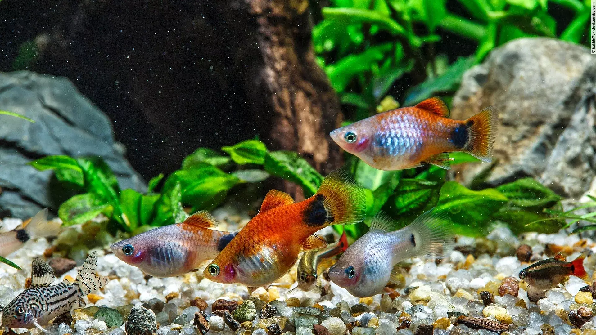 Eine Gruppe Fische schwimmt durch ein Aquarium.