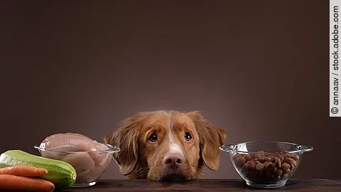 Ein Hund hat seinen Kopf auf dem Tisch abgelegt und neben ihm stehen verschiedene Futtermittel.