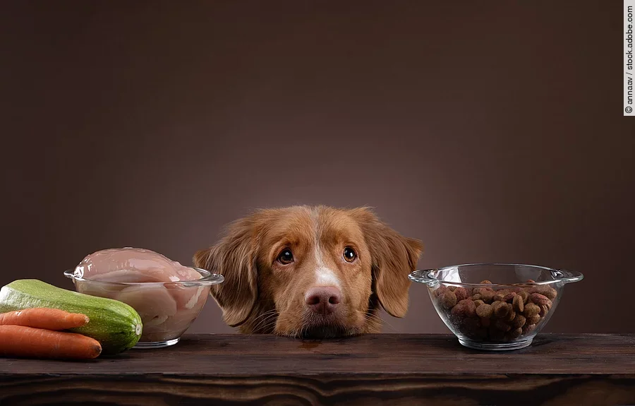 Ein Hund hat seinen Kopf auf dem Tisch abgelegt und neben ihm stehen verschiedene Futtermittel.