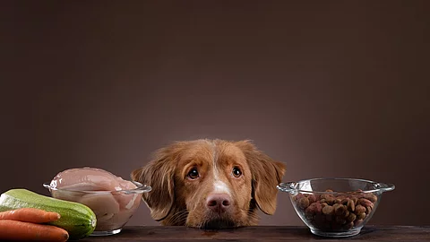 Ein Hund hat seinen Kopf auf dem Tisch abgelegt und neben ihm stehen verschiedene Futtermittel.