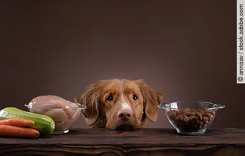 Ein Hund hat seinen Kopf auf dem Tisch abgelegt und neben ihm stehen verschiedene Futtermittel.