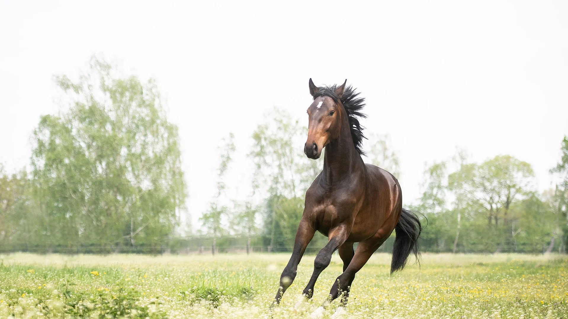 Ein Pferd galoppiert über eine grüne Weide. Das Pferd hat dunkelbraunes Fell und die Möhne weht im Wind. Im Hintergrund sind Bäume erkennbar.